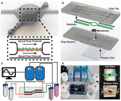 Modular Microphysiological System for Modeling of Biologic Barrier Function